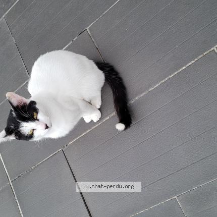 Photo 1/1 Found cat Found in Saint michel chef chef