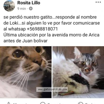 Photo 1/1 Loki Chat lost in Antofagasta