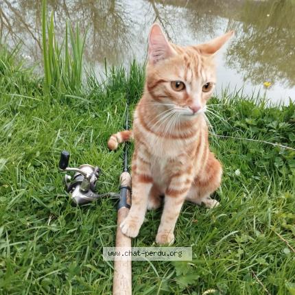 Photo 1/1 Nana Chat lost in Montlay en auxois