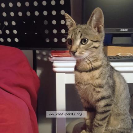 Photo 1/1 CHATON Chat lost in Pavie