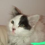 Picture of cat found at Epagny Metz Tessy