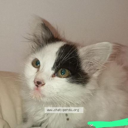 Photo 1/1 Found cat Found in Epagny metz tessy