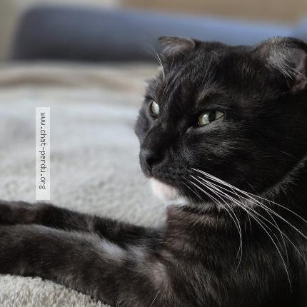 Photo 1/1 Xena Chat lost in Charvieu chavagneux