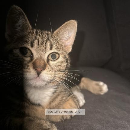 Photo 1/1 Alvin Chat lost in La rochelle