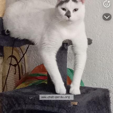 Photo 1/1 Bawa Chat lost in Les fins