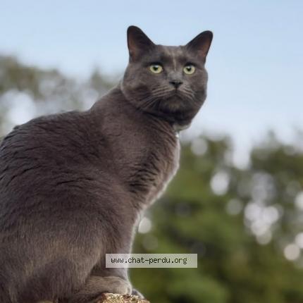 Photo 1/1 Livai Chat lost in Henin beaumont