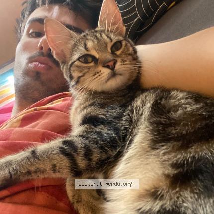 Photo 1/1 Arya Chat lost in Laval