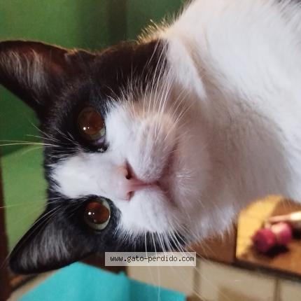 Photo 1/1 Felix Chat lost in Llavallol