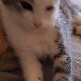 Picture of cat lost at Avignon