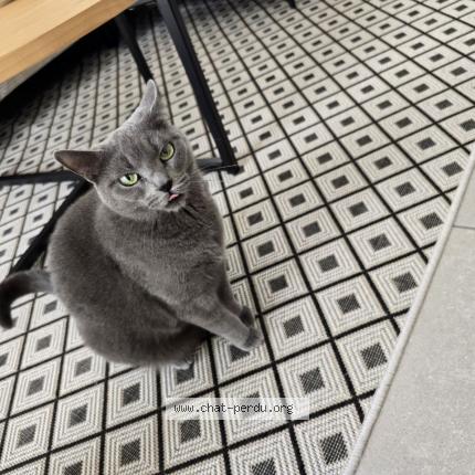 Photo 1/1 Kalia Chat lost in Chartres