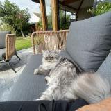 Picture of cat lost at Douvrin