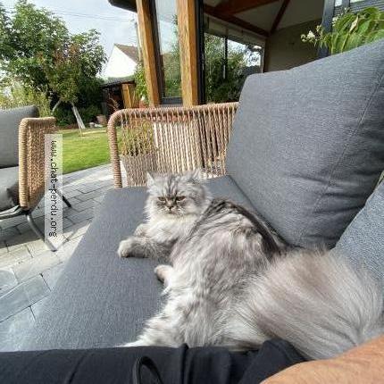 Photo 1/1 Six Chat lost in Douvrin