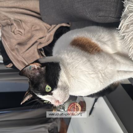 Photo 1/1 Coccinelle Chat lost in Caen