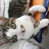 Picture of cat lost at Argenteuil