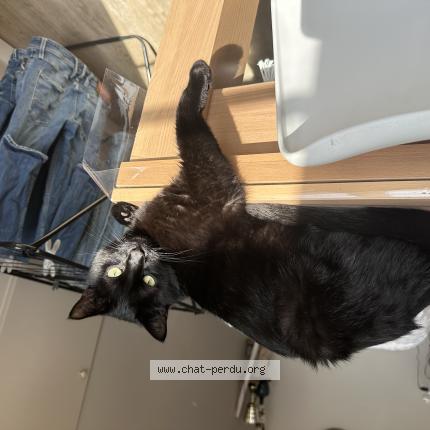 Photo 1/1 Berlioz Chat lost in Carentan les marais