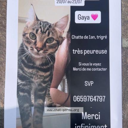 Photo 1/1 Gaya Chat lost in Tours