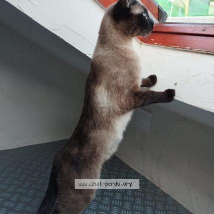 Photo 1/1 Bella Chat lost in Cormeilles en parisis