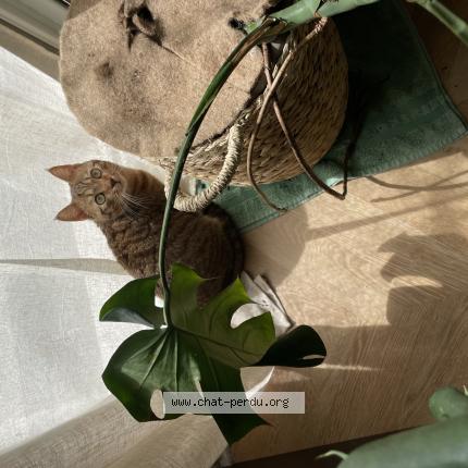 Photo 1/1 Praline Chat lost in Toulouse