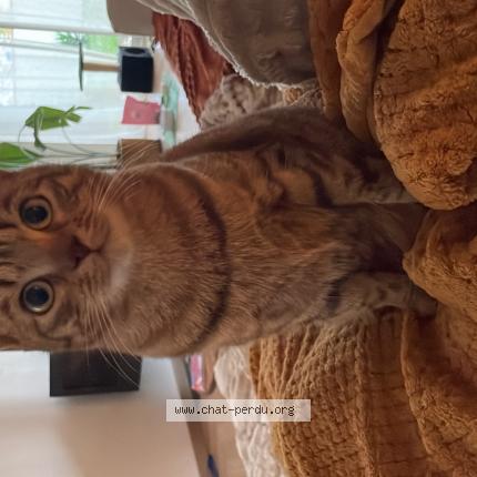 Photo 1/1 Mimi Chat lost in Toulouse