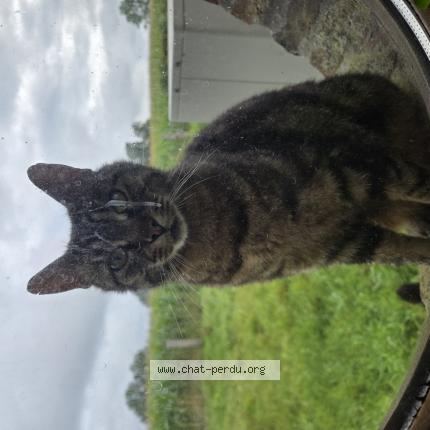 Photo 1/1 Found cat Found in Wormhout