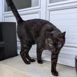 Picture of cat lost at Vaire