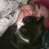 Picture of cat lost at Poitiers