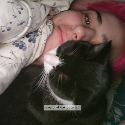 Photo 1/1 Noon Chat lost in Poitiers