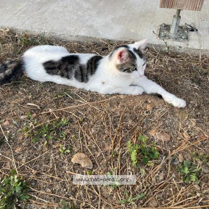 Photo 1/1 Mimi Chat lost in Portes les valences