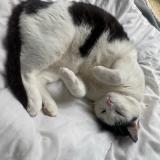 Picture of cat lost at Villefranche Sur Saone