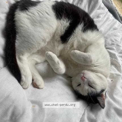 Photo 1/1 Ducaty Chat lost in Villefranche sur saone