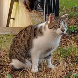 Picture of cat found at Paris