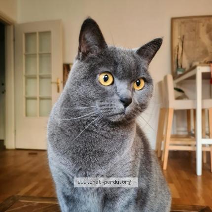 Photo 1/1 Marius Chat lost in Latour bas elne