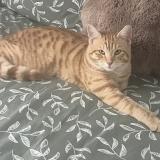 Picture of cat lost at Cormeilles En Parisis