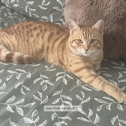 Photo 1/1 Leo Chat lost in Cormeilles en parisis