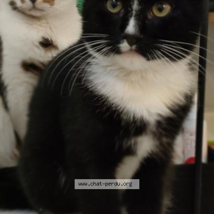 Photo 1/1 Kuro Chat lost in Thil