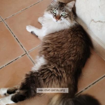 Photo 1/1 Zia Chat lost in Bagnols sur ceze