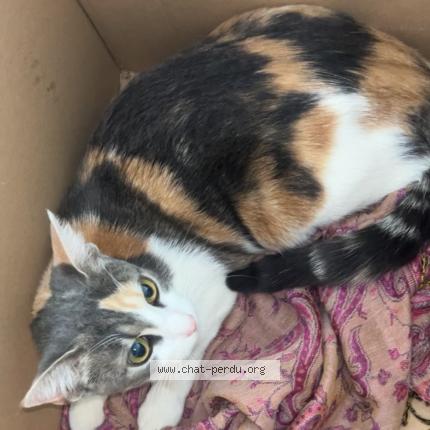 Photo 1/1 princesse Chat lost in Lyon 8