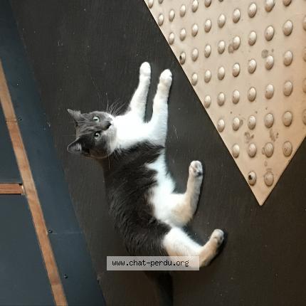 Photo 1/1 Cannelle Chat lost in Calais