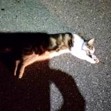 Picture of cat found at Teting Sur Nied