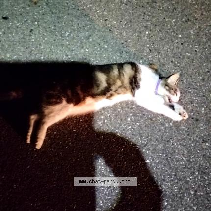 Photo 1/1 Found cat Found in Teting sur nied