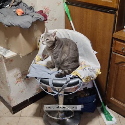 Photo 1/1 Sora Chat lost in Mouchin