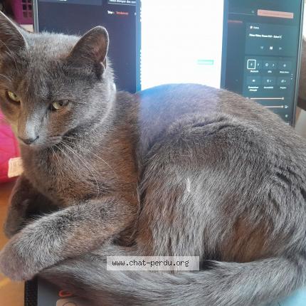 Photo 1/1 Korra Chat lost in Saint hilaire de loulay