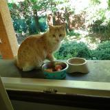 Picture of cat found at St Martin De Valgalgues