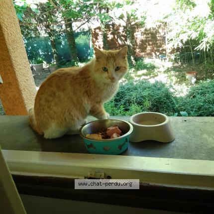 Photo 1/1 Found cat Found in St martin de valgalgues