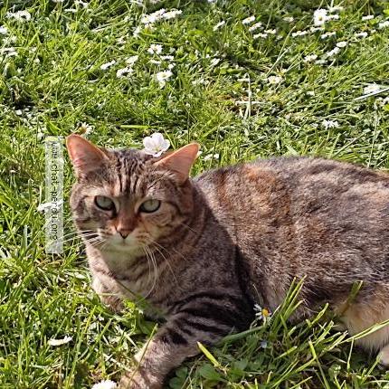 Photo 1/1 Chanele Chat lost in Bretteville sur ay