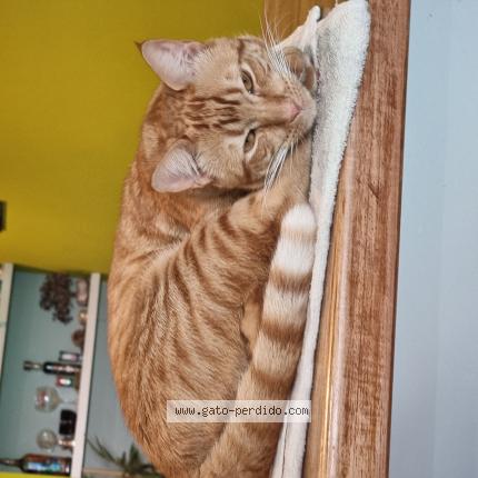 Photo 1/1 Garufa Chat lost in La plata