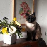 Picture of cat lost at Passy