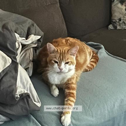 Photo 1/1 Jeanine Kobel Chat lost in Renens