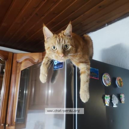 Foto van vermiste kat in Bruxelles