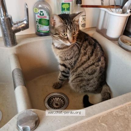 Photo 1/1 Royco Chat lost in Dijon